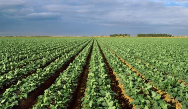 US broccoli supply under major threat of California droughts: study