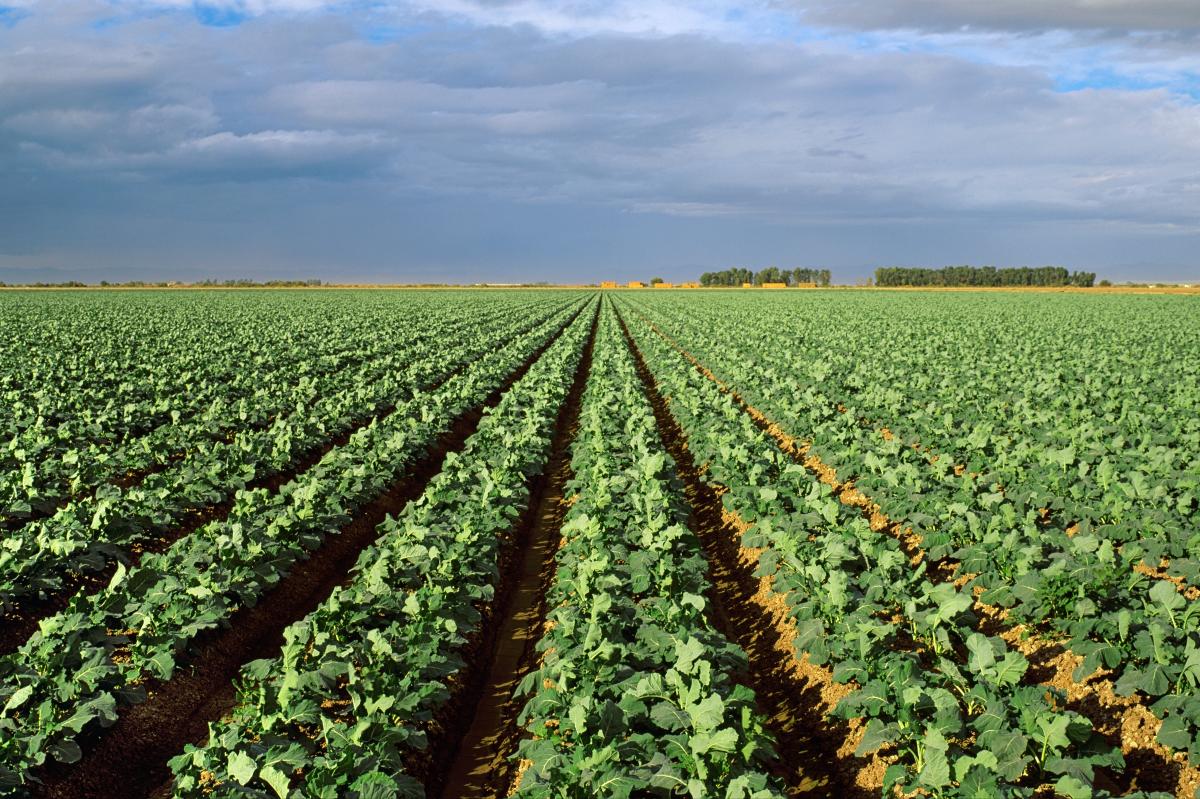 US broccoli supply under major threat of California droughts: study
