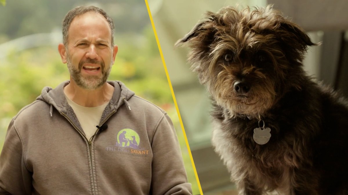 The Dog Savant on what to know about bringing your new shelter pet home – NBC 7 San Diego
