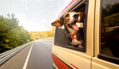 CA laws: Can I get a ticket for driving with a dog in my car?