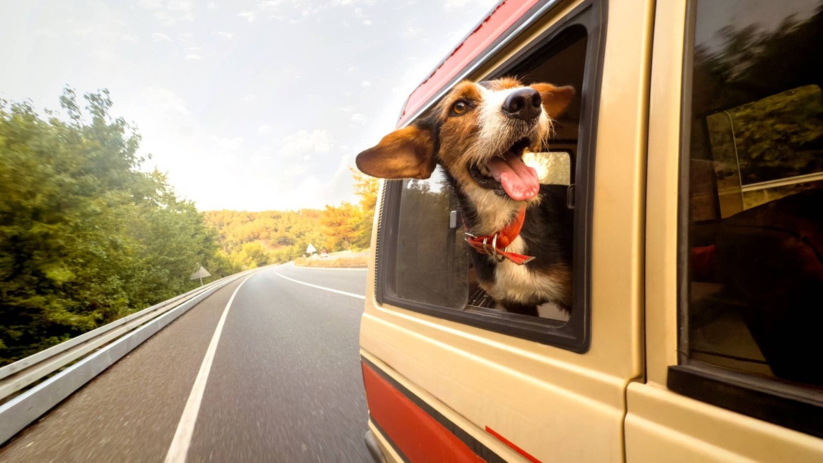 CA laws: Can I get a ticket for driving with a dog in my car?