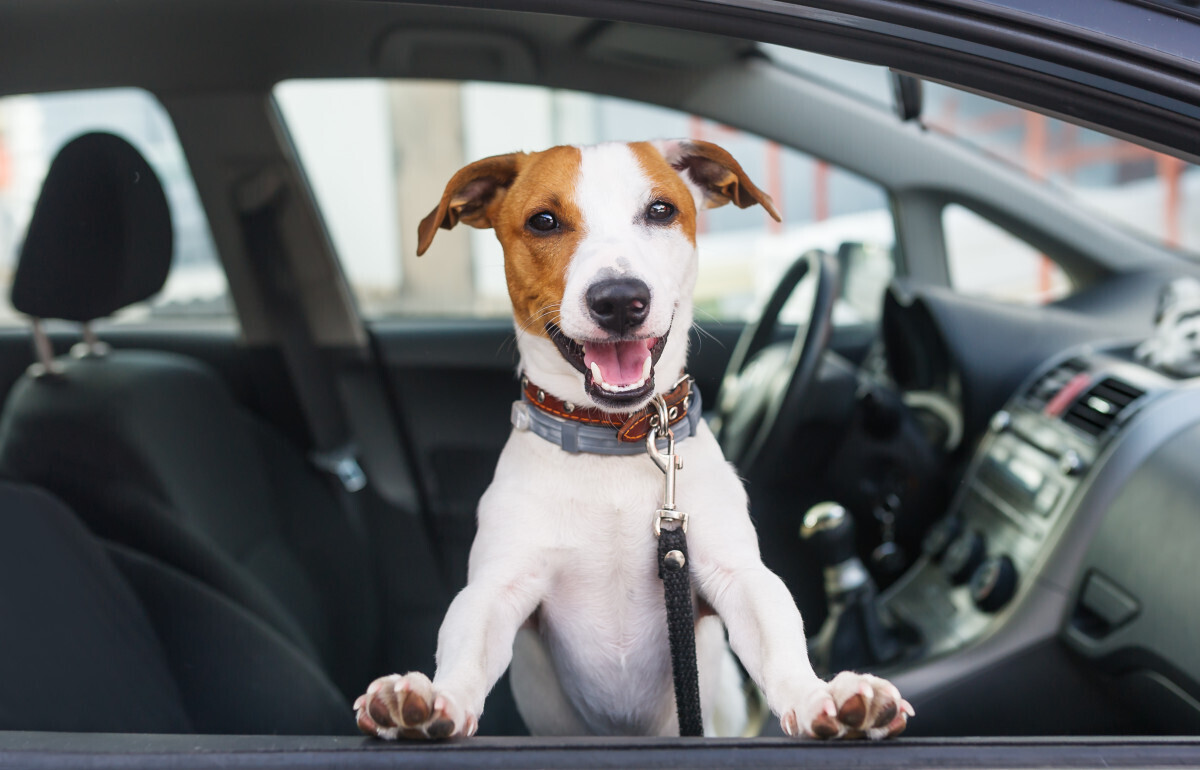 Dog sticking its head out of car window.