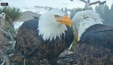 Jackie the bald eagle dies in Southern California