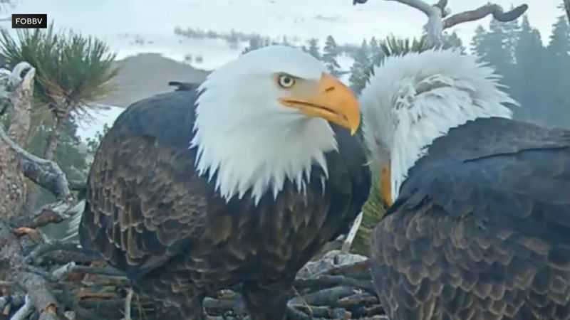 Jackie the bald eagle dies in Southern California