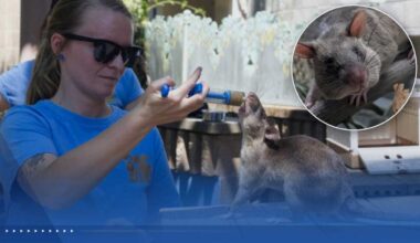 Sacramento Zoo to welcome 3 African giant pouched rats