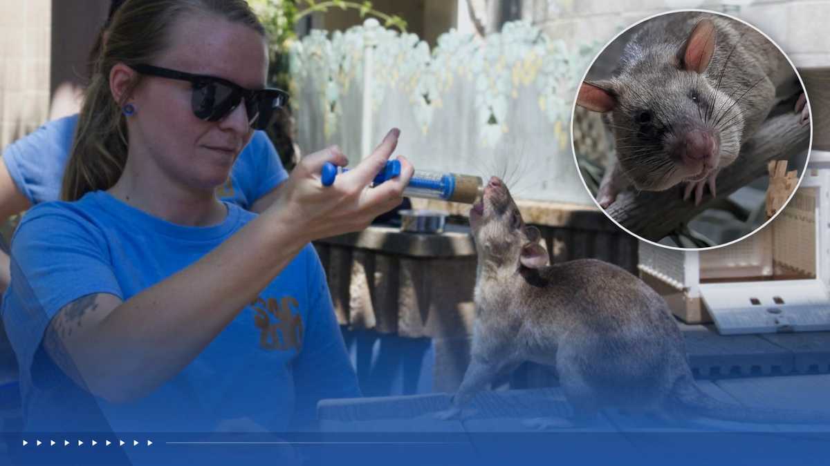 Sacramento Zoo to welcome 3 African giant pouched rats