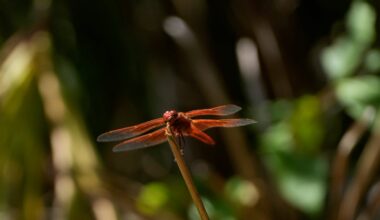 Rare swarms of dragonflies are leaving Californians stunned