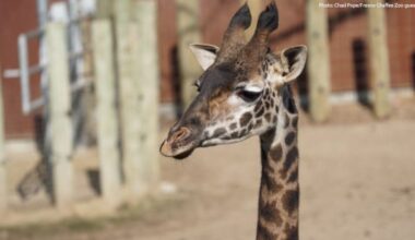 Fresno Chaffee Zoo Mourns Loss of Masai Giraffe, Fenny