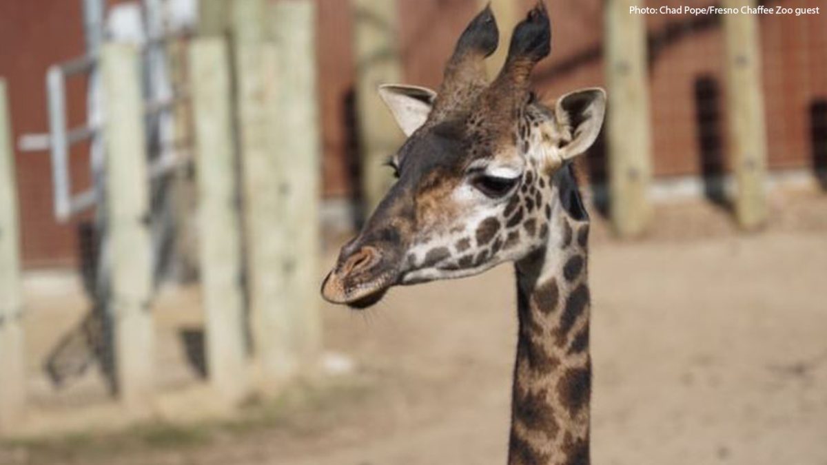 Fresno Chaffee Zoo Mourns Loss of Masai Giraffe, Fenny