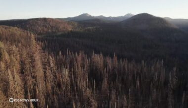 U.S. Forest Service, timber companies spraying record amounts of glyphosate in California