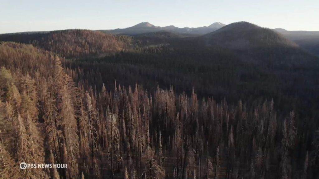 U.S. Forest Service, timber companies spraying record amounts of glyphosate in California