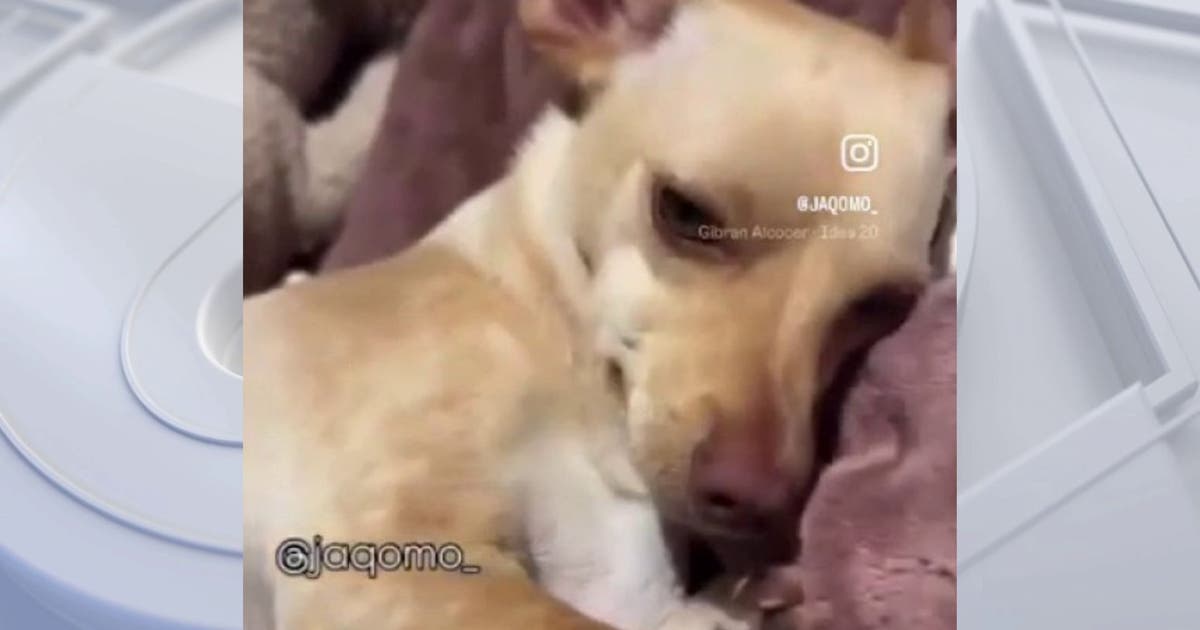 Coyote sightings rise across Southern California; Family's dog killed by coyote