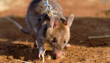 Tiny detectives arrive at California zoo as crime-fighting rats make their debut