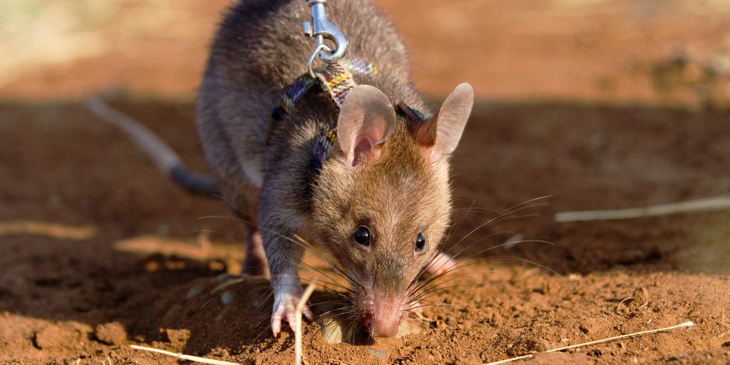Tiny detectives arrive at California zoo as crime-fighting rats make their debut