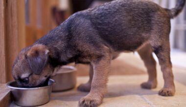 Dog food sold in 11 states, including California, recalled over salmonella