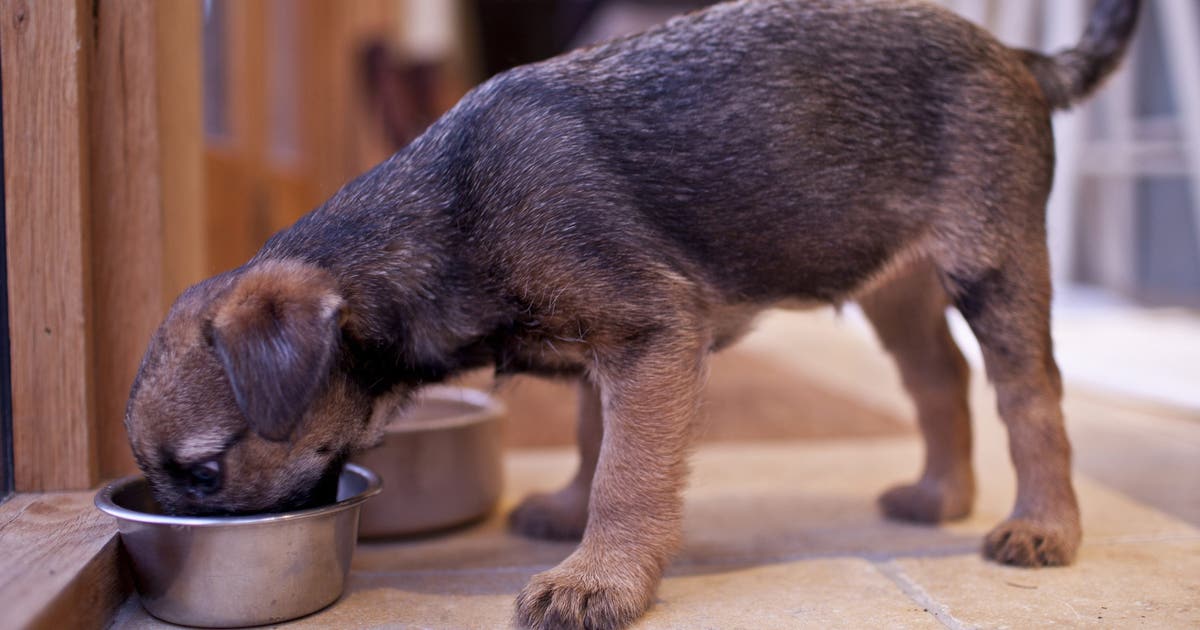 Dog food sold in 11 states, including California, recalled over salmonella