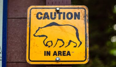Rocklin bear sighting in Skyline area prompts warning from police
