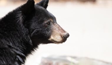 Bear, 2 cubs spotted in Auburn as Placer County bear sightings continue