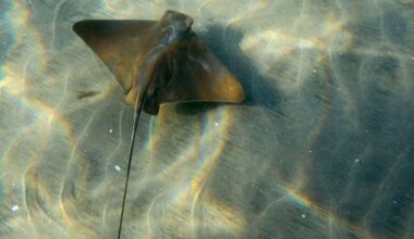 Warm ocean waters bring a surge of stingrays to Orange County beaches