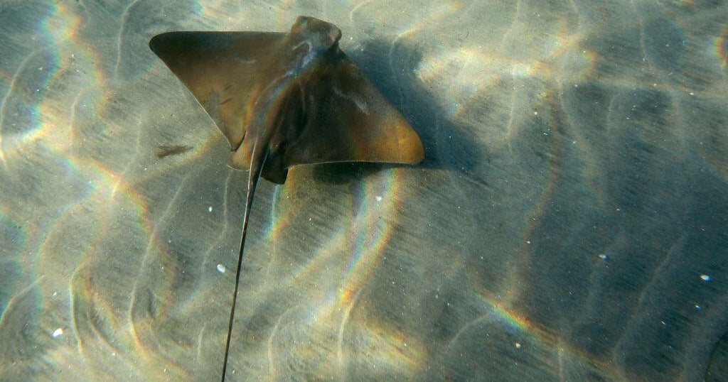 Warm ocean waters bring a surge of stingrays to Orange County beaches