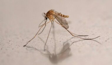 Yolo County reports first human West Nile virus case of 2026
