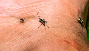 Orange County confirms first human West Nile virus case of 2026