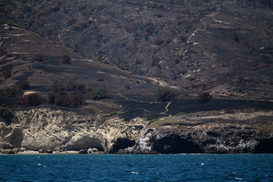 The burned Torrey pine grove on Santa Rosa Island is seen from a ferry on June 8.
