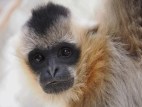 Gibbon Conservation Center Celebrates 50 Years