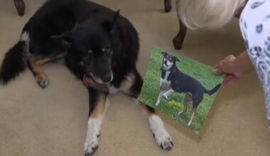 Woman adopts her late dog’s littermate – NBC Los Angeles