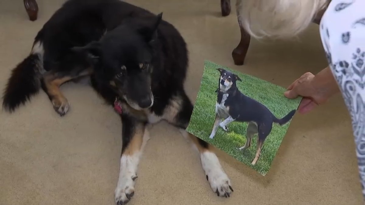 Woman adopts her late dog’s littermate – NBC Los Angeles