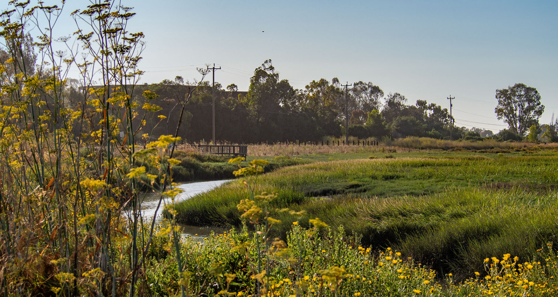 A new type of levee is taking root in Northern California