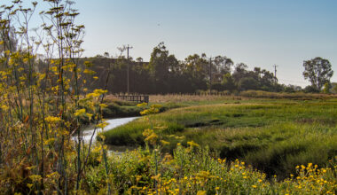 A new type of levee is taking root in Northern California