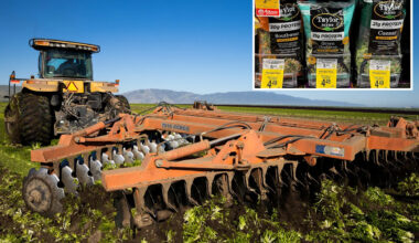 California farmers destroy perfect lettuce crops amid outbreak of explosive diarrhea parasite
