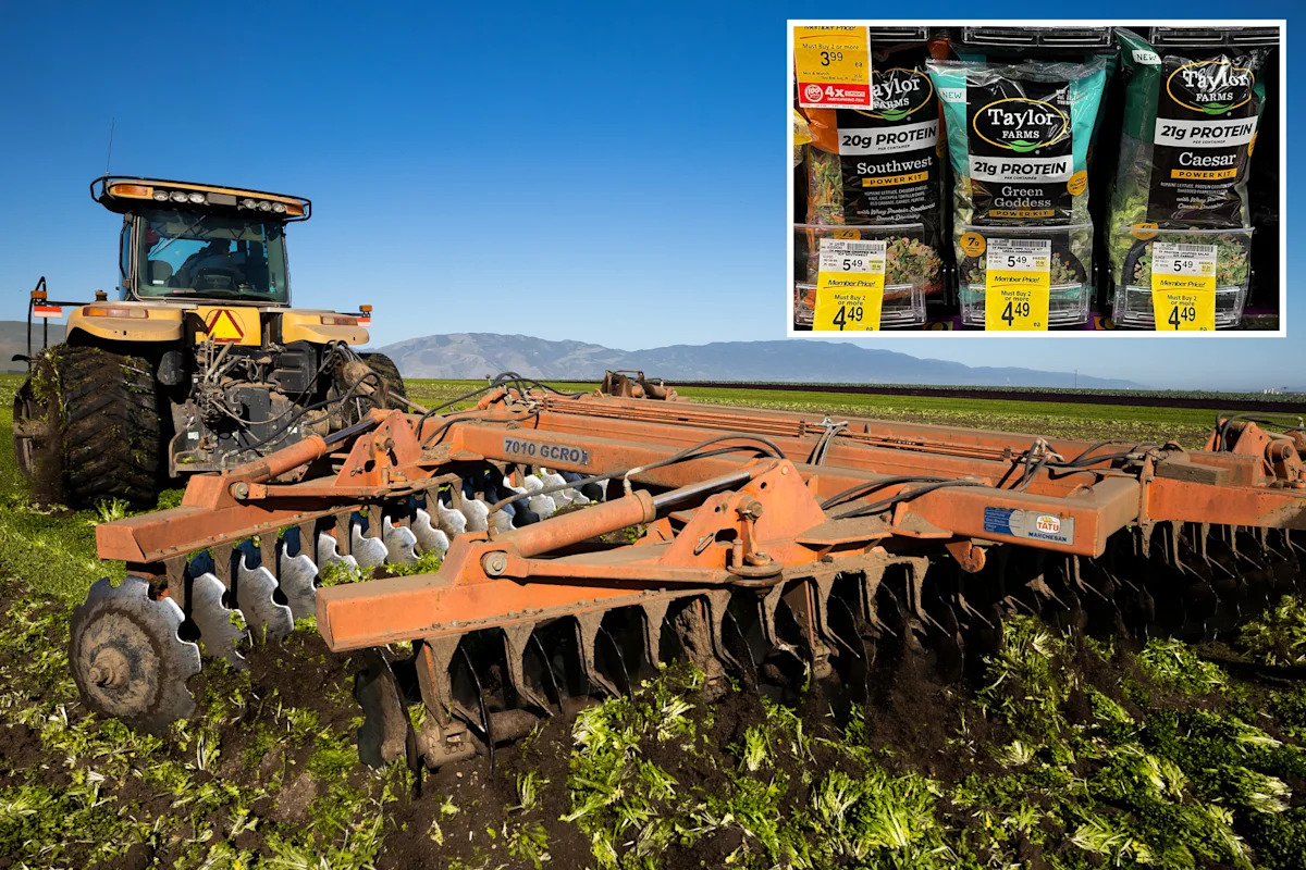 California farmers destroy perfect lettuce crops amid outbreak of explosive diarrhea parasite