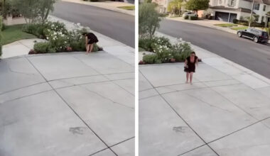 Rattlesnake Bites California Woman While She Stops To Trim Her Roses