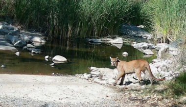 San Diego posts warning signs after mountain lion appears at Mission Trails park