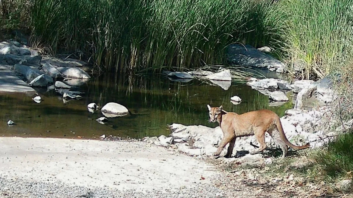 San Diego posts warning signs after mountain lion appears at Mission Trails park