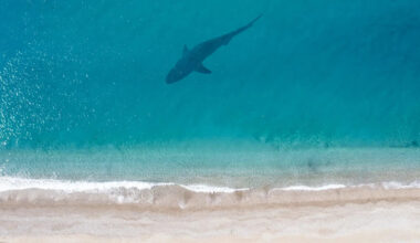 At Carpinteria City Beach in California, shark sighting prompts warning sign for beachgoers
