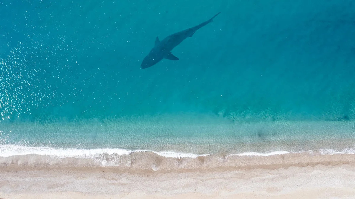 At Carpinteria City Beach in California, shark sighting prompts warning sign for beachgoers