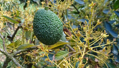 California scientists find avocado gene that reveals flower type years before trees bloom