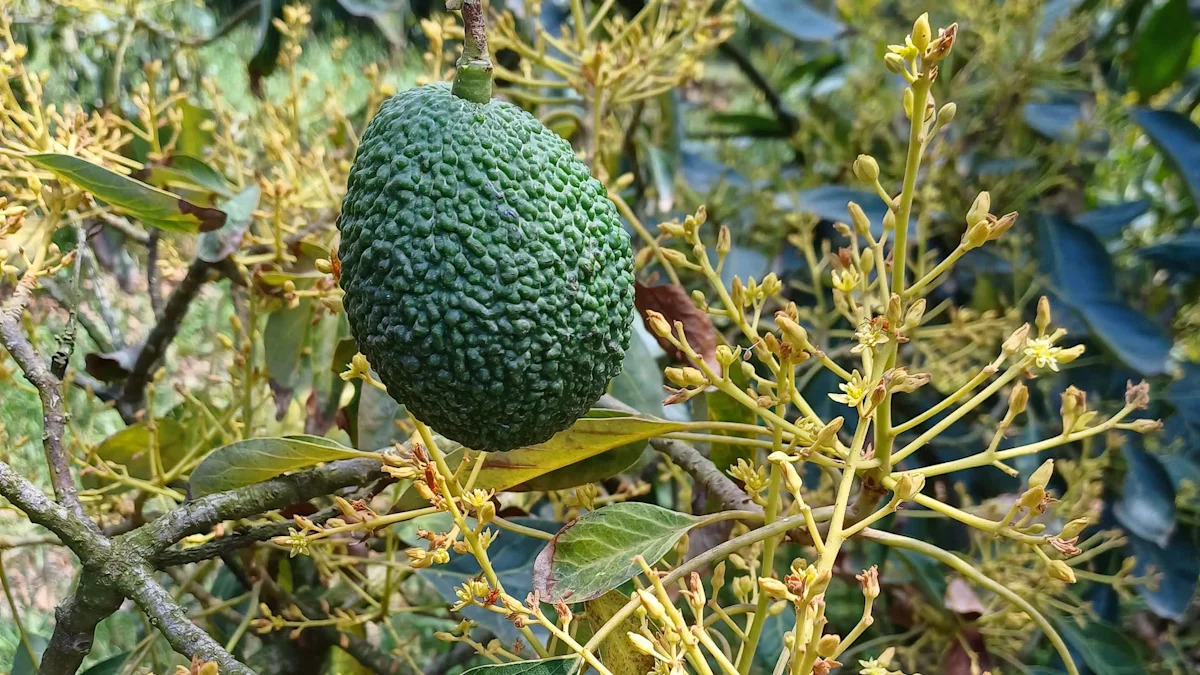 California scientists find avocado gene that reveals flower type years before trees bloom