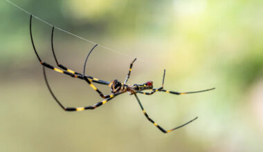 Palm-sized Joro spiders reach Southern California, but experts say not to fear them