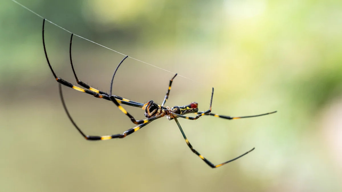 Palm-sized Joro spiders reach Southern California, but experts say not to fear them