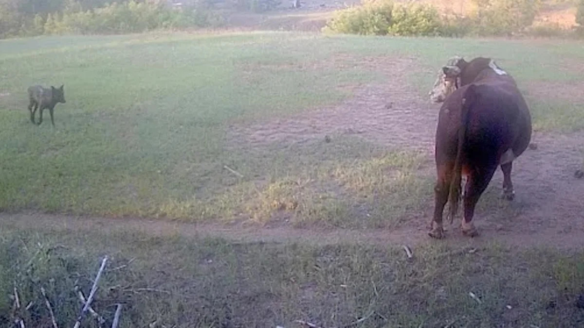 California's wolf comeback is raising the stakes for ranchers after new cattle DNA findings