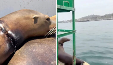 California tour boat helps rescuers save sea lion with fishing line around its neck