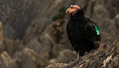 At California's Pinnacles National Park, condor flock shrinks as lead poisoning persists