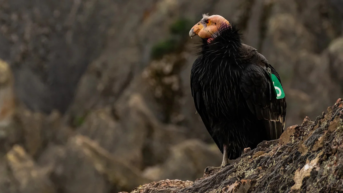 At California's Pinnacles National Park, condor flock shrinks as lead poisoning persists