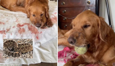 California woman distraught after rattlesnake strikes golden retriever 3 times