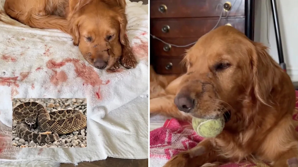 California woman distraught after rattlesnake strikes golden retriever 3 times