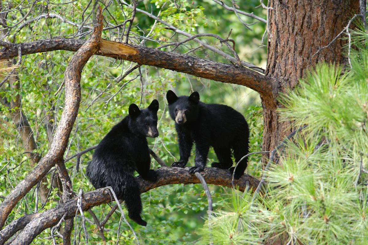 California's 5 orphaned black bear cubs survived winter after state's first fall release